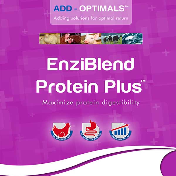 EnziBlend Protein Plus